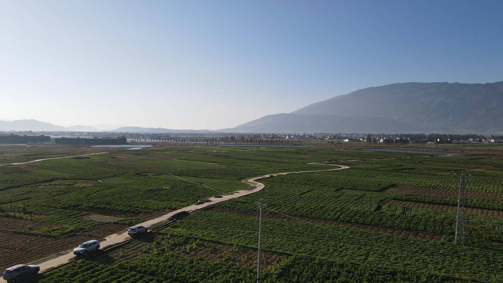 新春走基层｜大理洱源：一抹青绿撬动乡村富民新产业