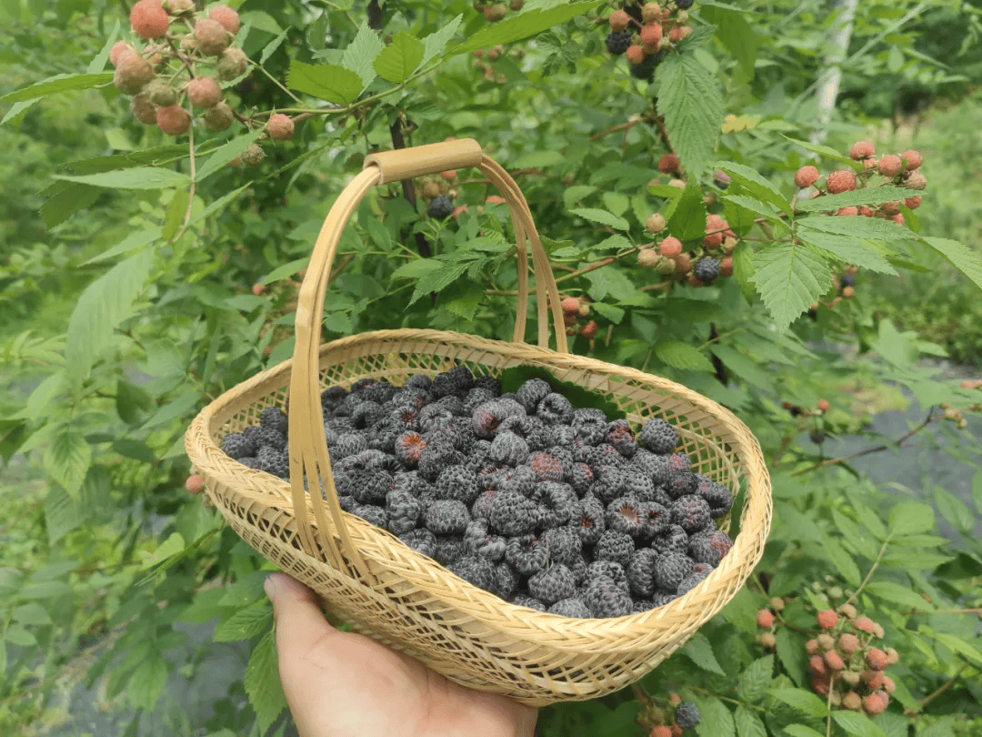 【山里山外务川人】申刚：从实验室到田间 一位博士的乡村振兴“莓”好事业