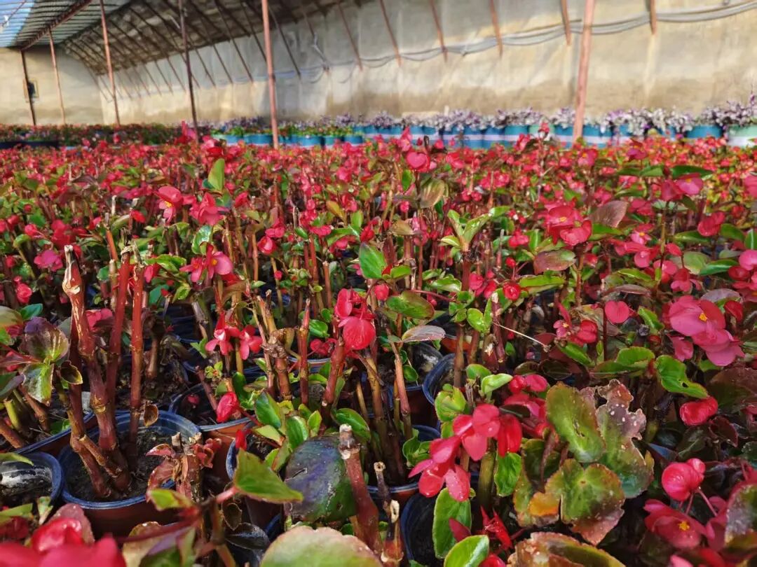 金川区4万余盆扦插花卉成功生根！育苗工作全面启幕