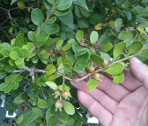 蚊母树为什么叫蚊母树？名称来源