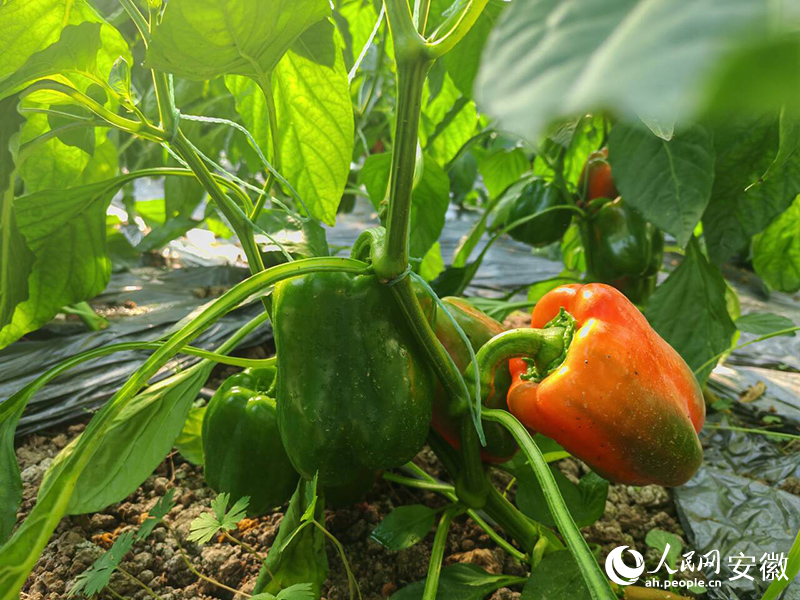 蚌埠固镇：温室里“种出”财富经